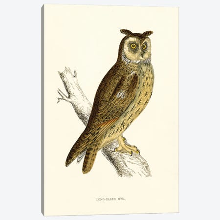 Long Eared Owl Canvas Print #THG45} by Tina Higgins Canvas Art