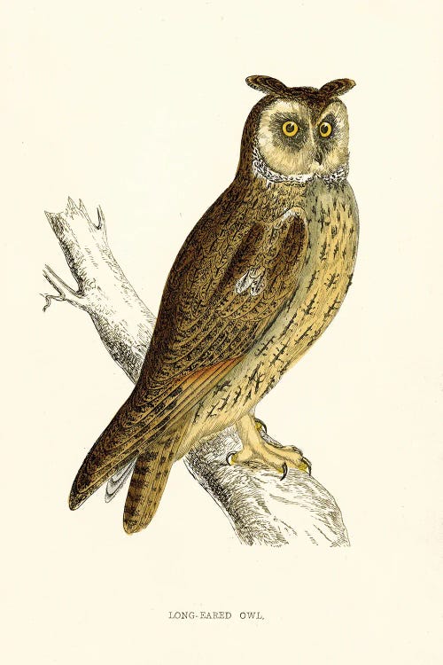 Long Eared Owl