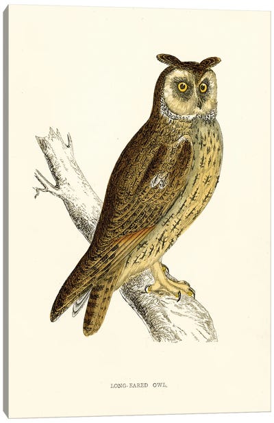 Long Eared Owl Canvas Art Print - Tina Higgins