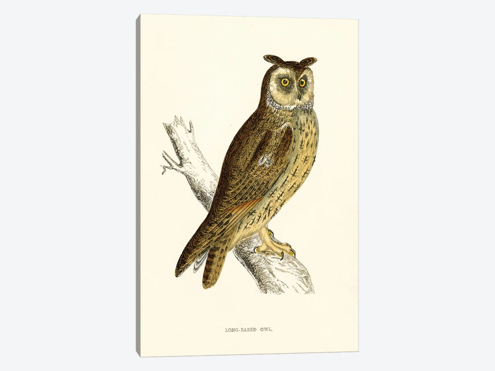 Long Eared Owl by Tina Higgins 1-piece Canvas Print