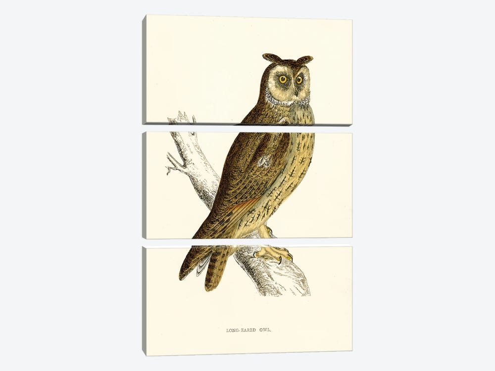 Long Eared Owl by Tina Higgins 3-piece Canvas Art Print
