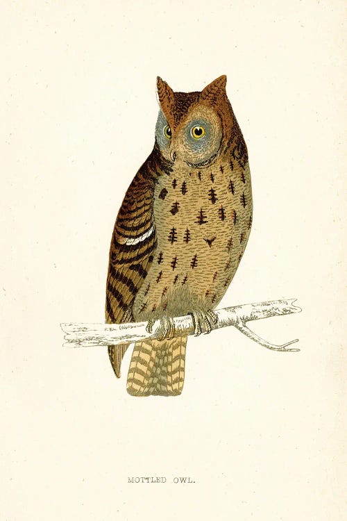 Mottled Owl