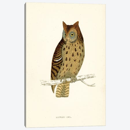 Mottled Owl Canvas Print #THG46} by Tina Higgins Canvas Wall Art