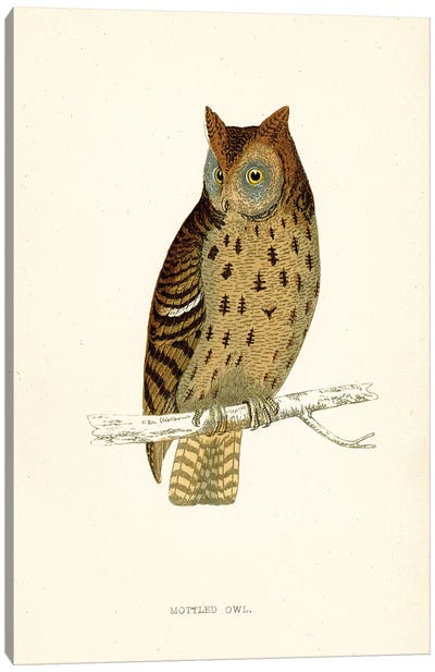 Mottled Owl Canvas Art Print - Tina Higgins