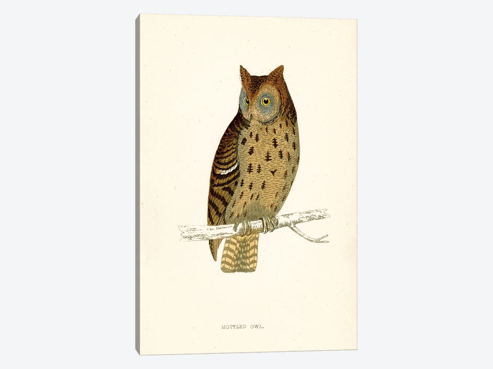 Mottled Owl by Tina Higgins 1-piece Canvas Artwork