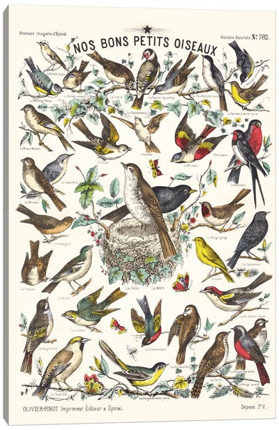 Our Good Little Birds Canvas Art Print - Tina Higgins
