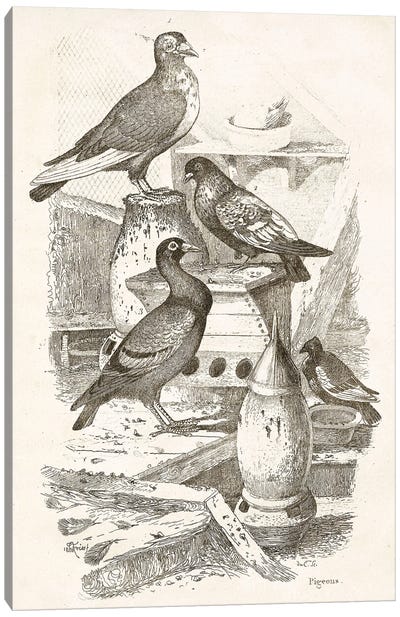 Pigeons I Canvas Art Print - Dove & Pigeon Art