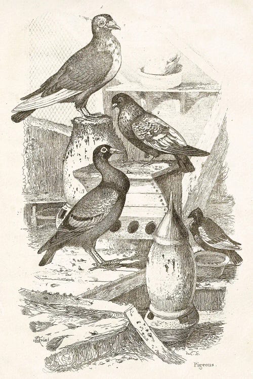 Pigeons I