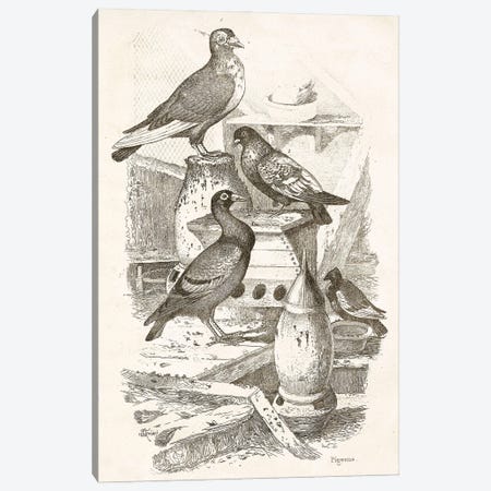 Pigeons I Canvas Print #THG48} by Tina Higgins Art Print