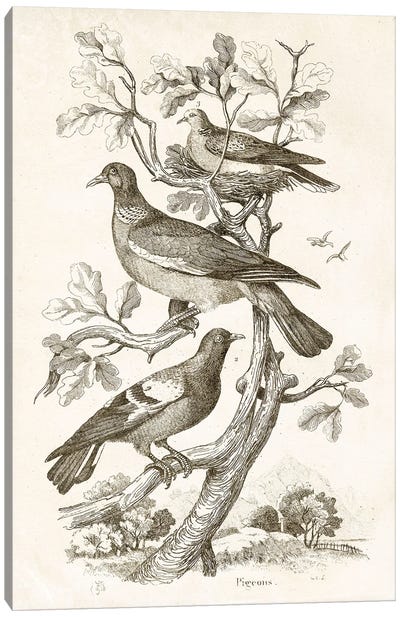 Pigeons II Canvas Art Print - Dove & Pigeon Art