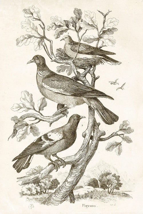 Pigeons II