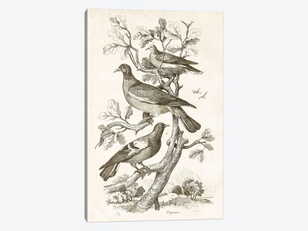 Pigeons II by Tina Higgins 1-piece Canvas Print