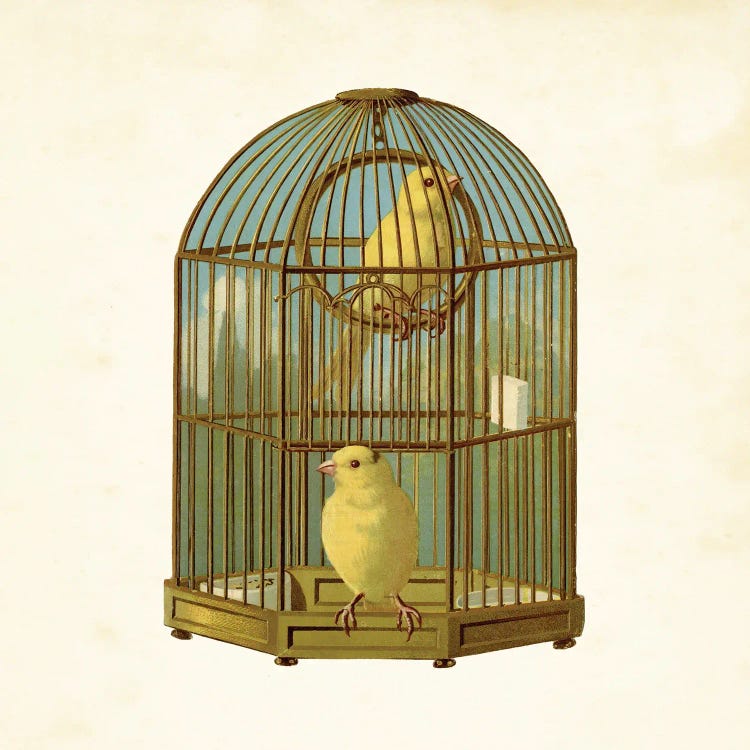 Bird Cage by Tina Higgins wall art