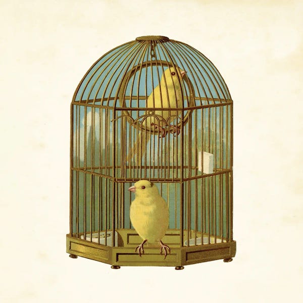 Tina Higgins: Bird Cage by Tina Higgins