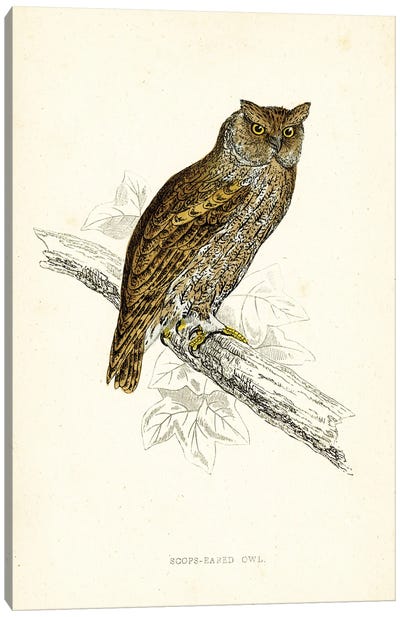 Scops Eared Owl Canvas Art Print - Tina Higgins