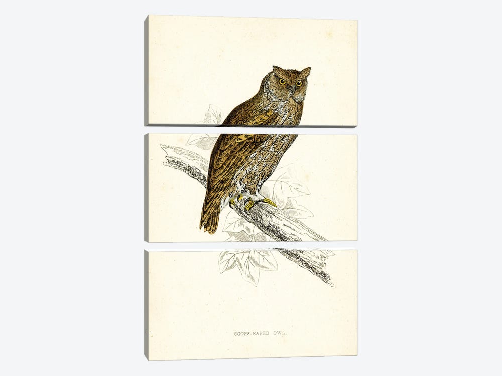 Scops Eared Owl by Tina Higgins 3-piece Canvas Art
