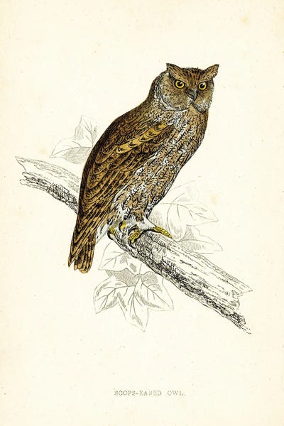 Tina Higgins: Scops Eared Owl by Tina Higgins