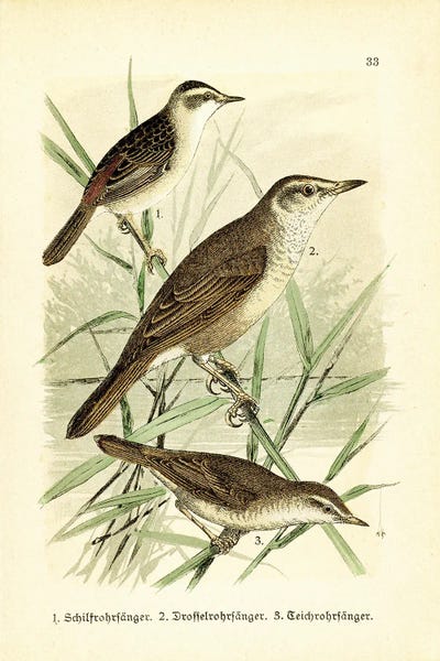 Sedge Warbler And Friends by Tina Higgins metal wall art