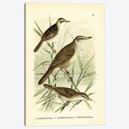 Sedge Warbler And Friends Canvas Print #THG52} by Tina Higgins Canvas Art
