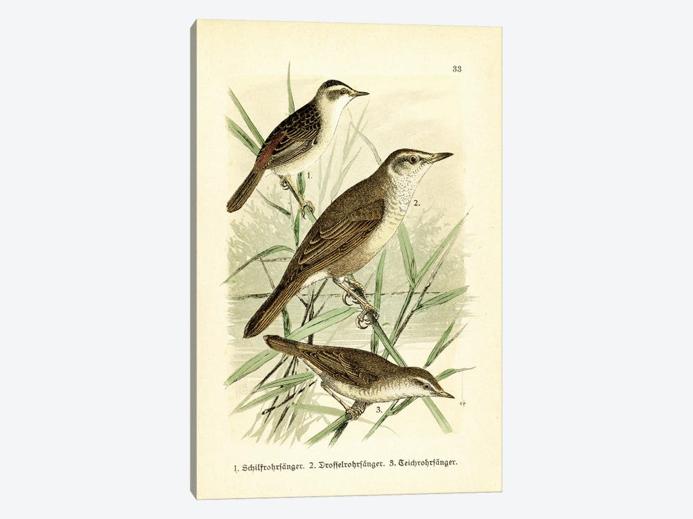 Sedge Warbler And Friends by Tina Higgins 1-piece Canvas Art Print