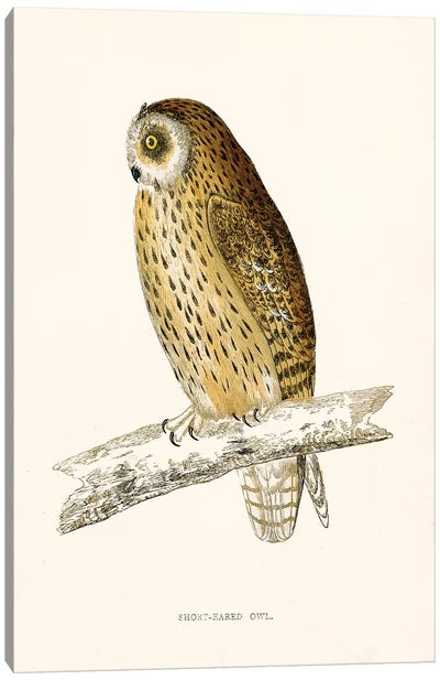 Short Eared Owl Canvas Art Print - Tina Higgins