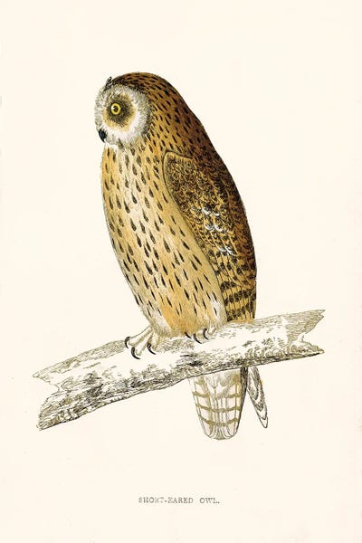 Tina Higgins: Short Eared Owl by Tina Higgins