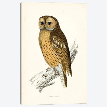 Tawny Owl Canvas Print #THG55} by Tina Higgins Canvas Print