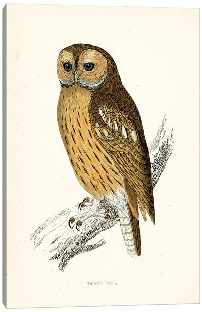 Tawny Owl Canvas Art Print - Tina Higgins