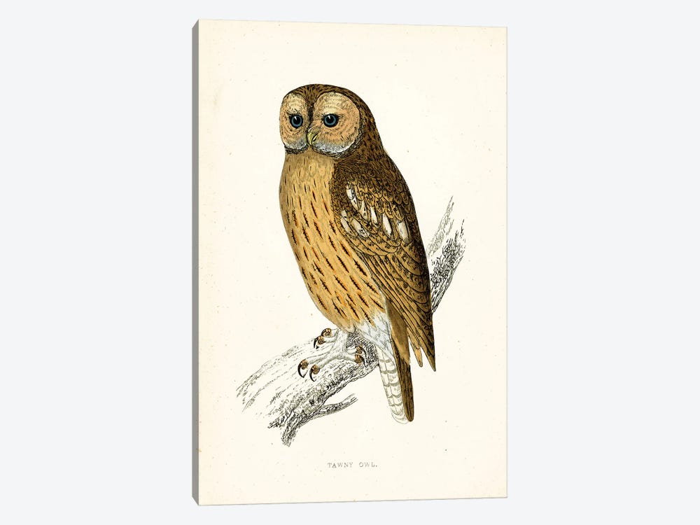 Tawny Owl by Tina Higgins 1-piece Canvas Artwork