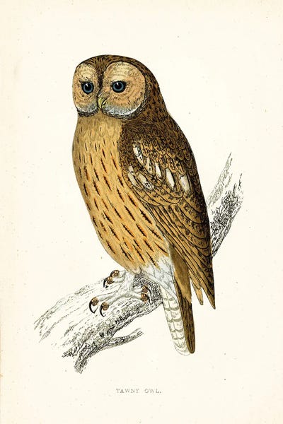 Tina Higgins: Tawny Owl by Tina Higgins