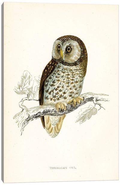Tengmalm's Owl Canvas Art Print - Tina Higgins