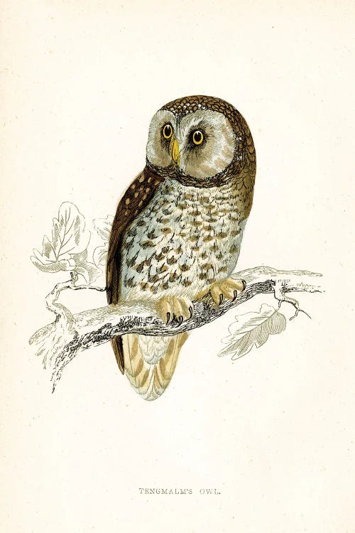 Tengmalm's Owl