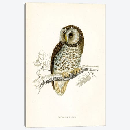 Tengmalm's Owl Canvas Print #THG56} by Tina Higgins Art Print