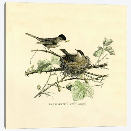 The Black-Headed Warbler Canvas Print #THG57} by Tina Higgins Canvas Print