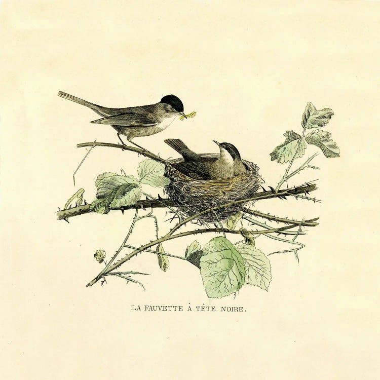 The Black-Headed Warbler