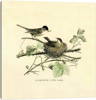 The Black-Headed Warbler Canvas Art Print - Warbler Art