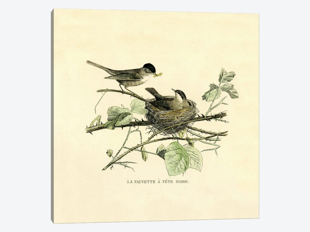 The Black-Headed Warbler by Tina Higgins 1-piece Canvas Wall Art