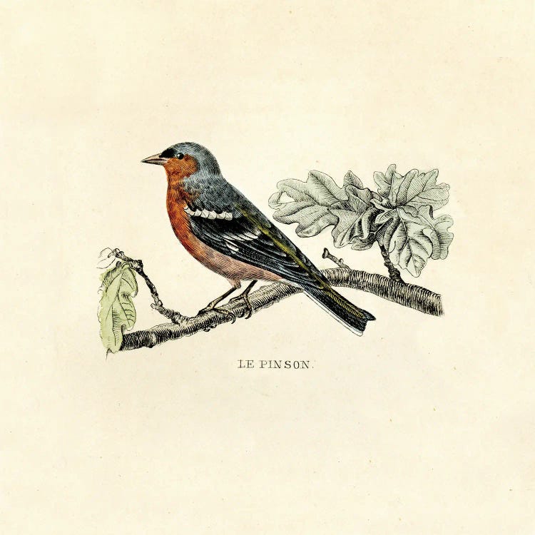 The Chaffinch