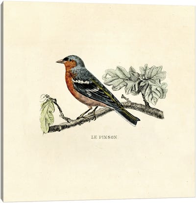 The Chaffinch Canvas Art Print - Finch Art