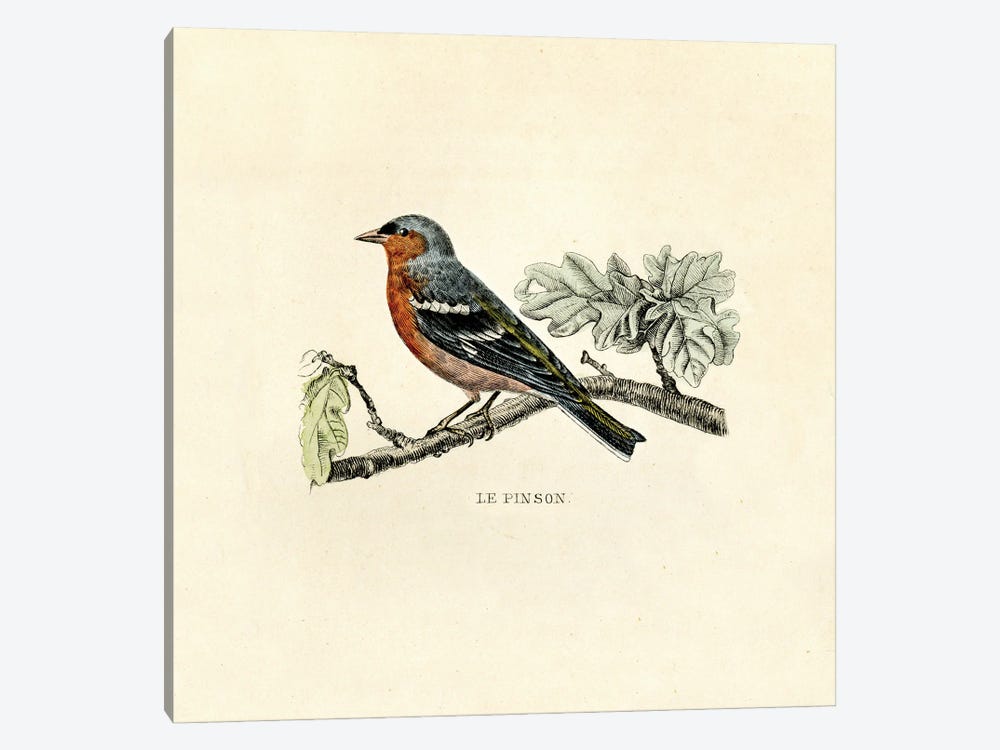 The Chaffinch by Tina Higgins 1-piece Art Print