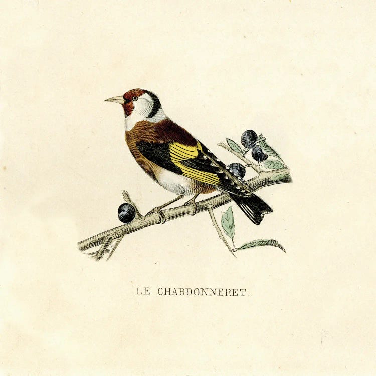 The Goldfinch by Tina Higgins wall art