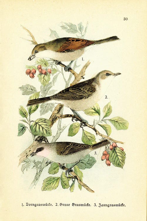 Thorn Warbler And Friends