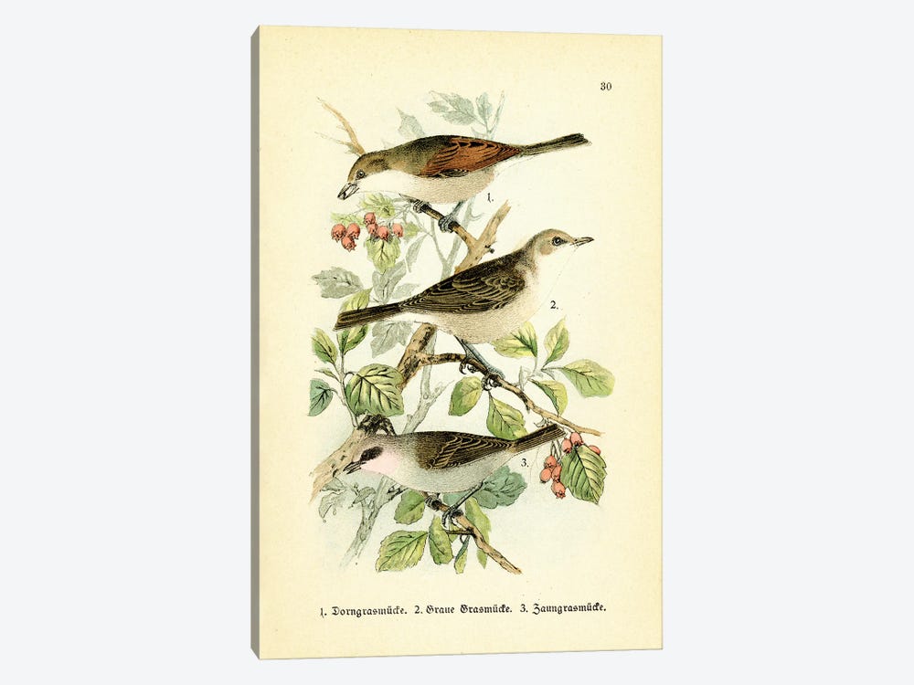 Thorn Warbler And Friends by Tina Higgins 1-piece Canvas Art Print