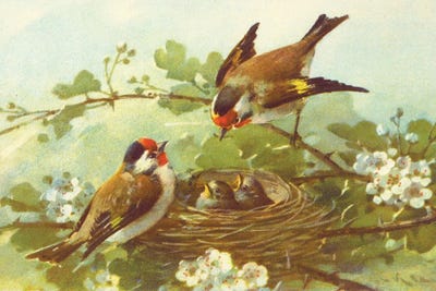 Bird Nest With Blossoms by Tina Higgins canvas print