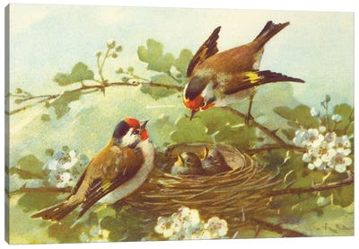 Bird Nest With Blossoms Canvas Art Print