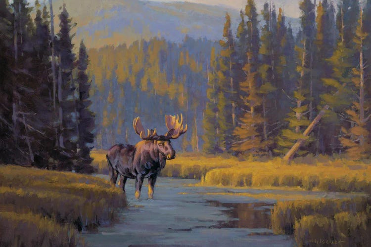 Togwotee Pass Bull Moose