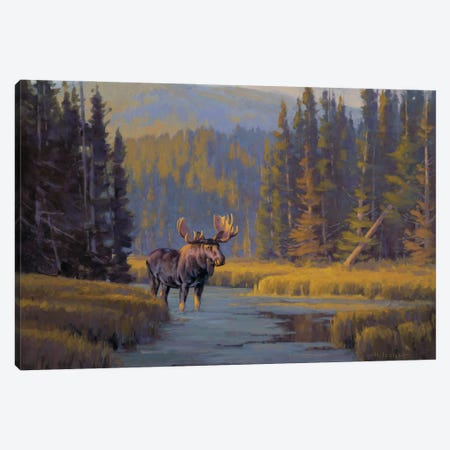 Togwotee Pass Bull Moose Canvas Print #THI10} by Tony Hilscher Canvas Wall Art