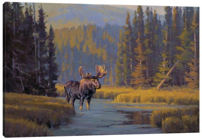 Togwotee Pass Bull Moose Canvas Art Print