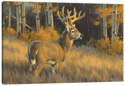 Top Of His Game Whitetail Deer Canvas Art Print
