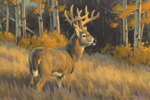 Birch Trees: Top Of His Game Whitetail Deer by Tony Hilscher